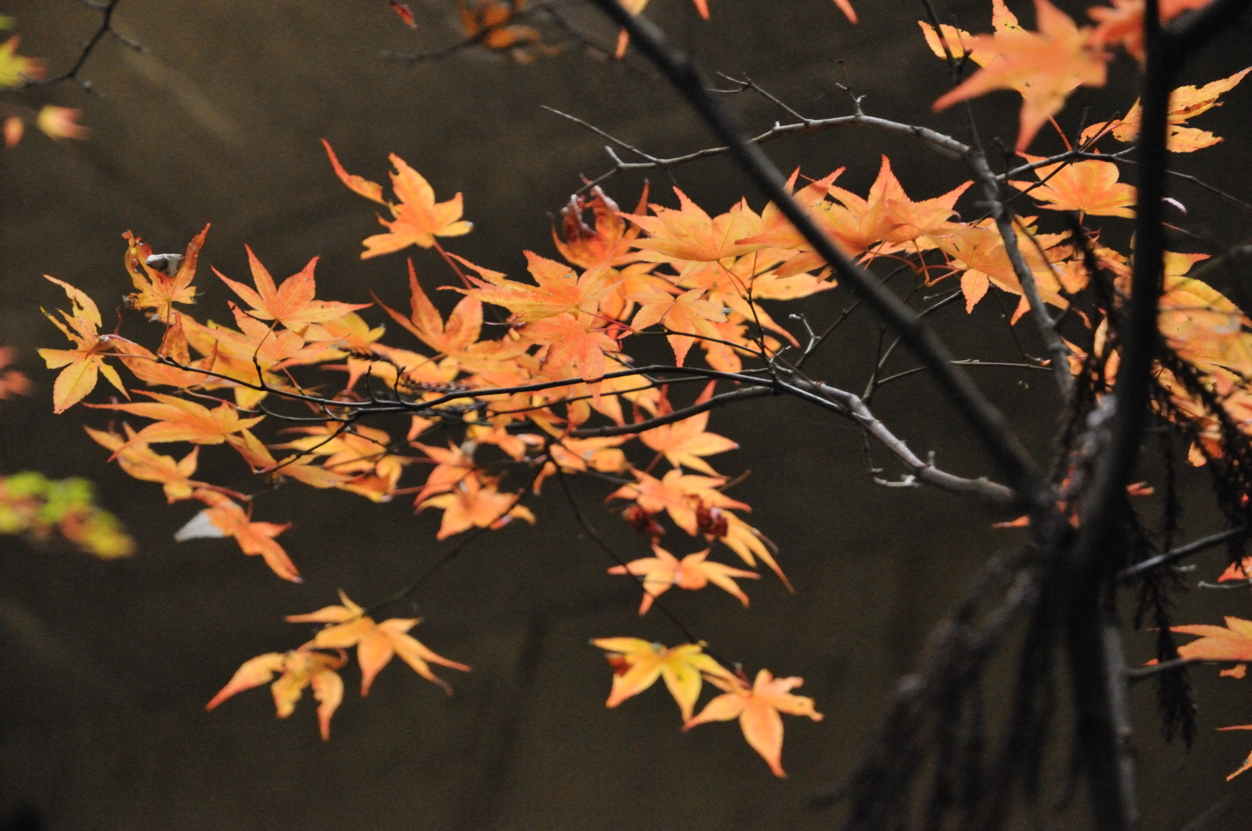 イデゑもん写真日記 犬鳴山の紅葉