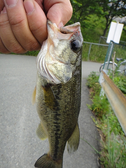 6月4日バス釣り 31回目 イデゑもん写真日記