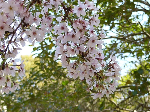 加太休暇村園地の桜