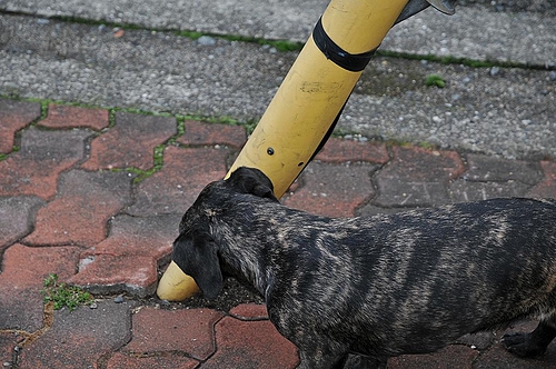 迷い犬