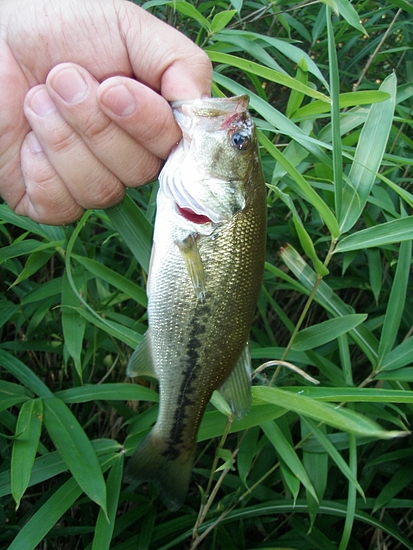 今年19本目のバス(20cm)