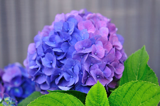 紫陽花(あじさい)