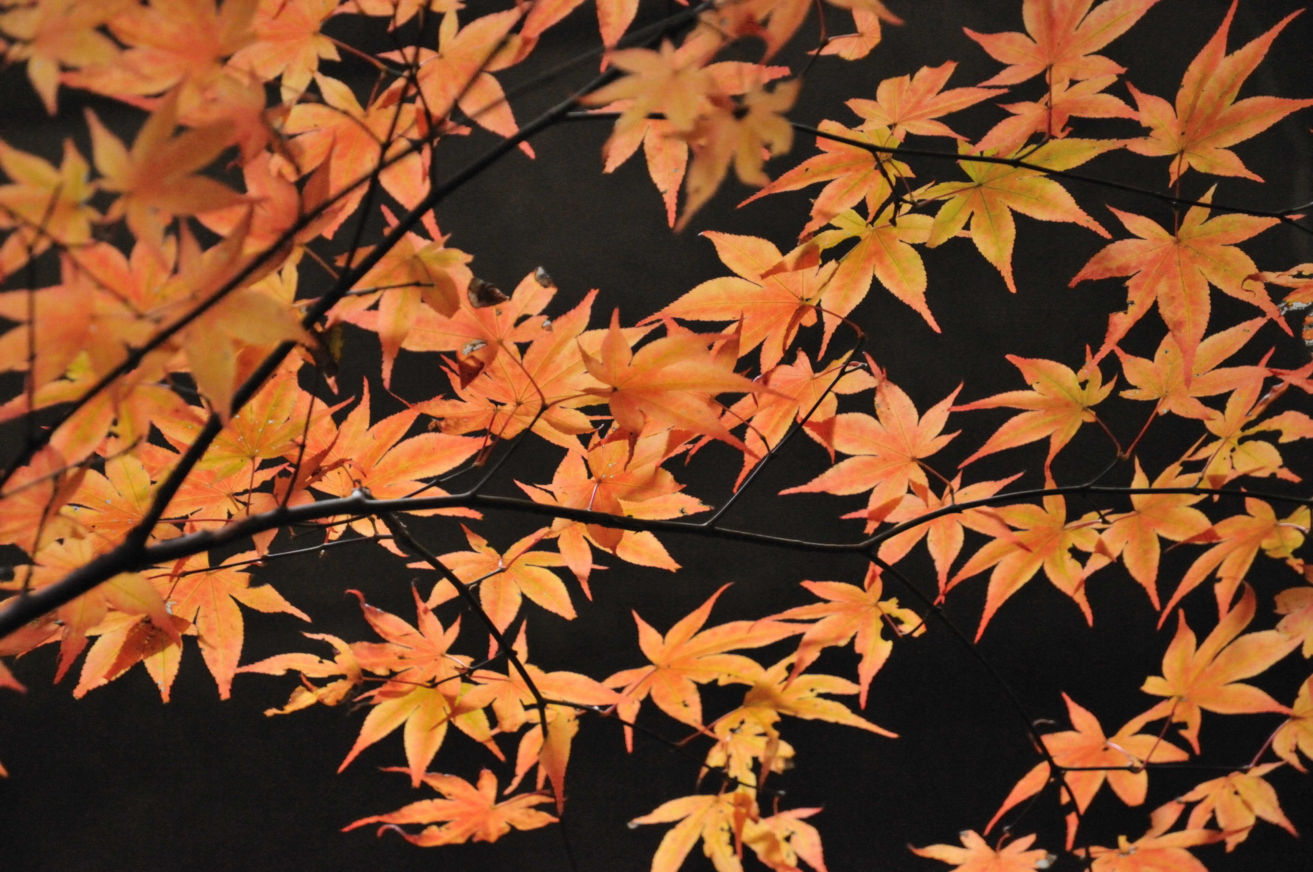 イデゑもん写真日記 犬鳴山の紅葉