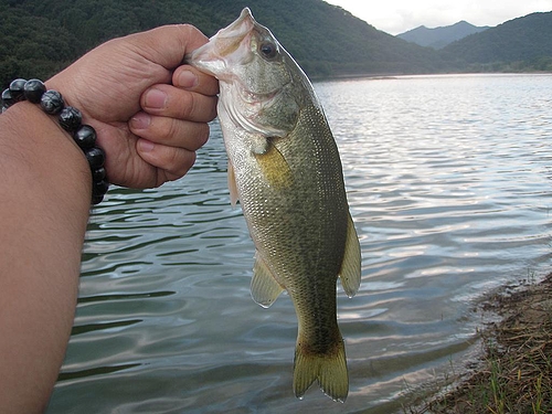 今年40本目のバス(30cm)