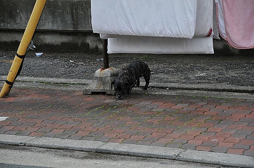 迷い犬