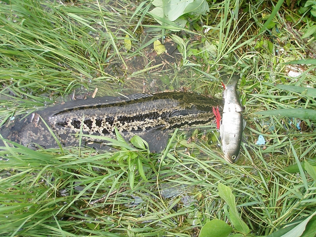 66cmの雷魚