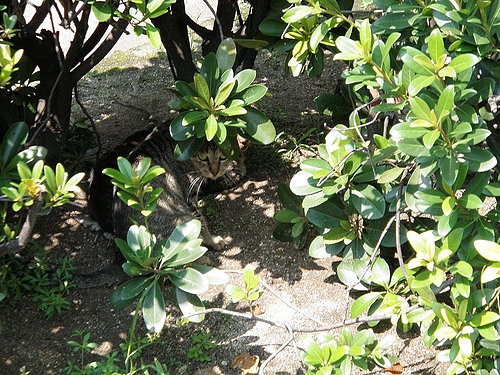 葉隠れ猫