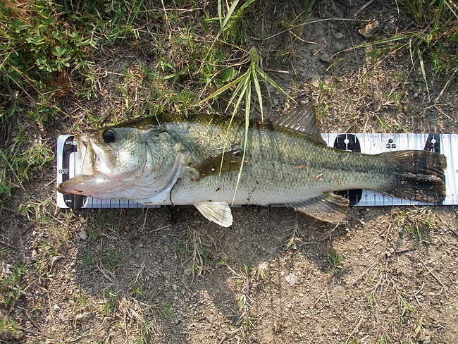 今年12本目のバス(43cm)