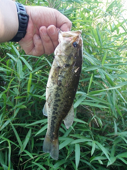 今年21本目のバス(27cm)
