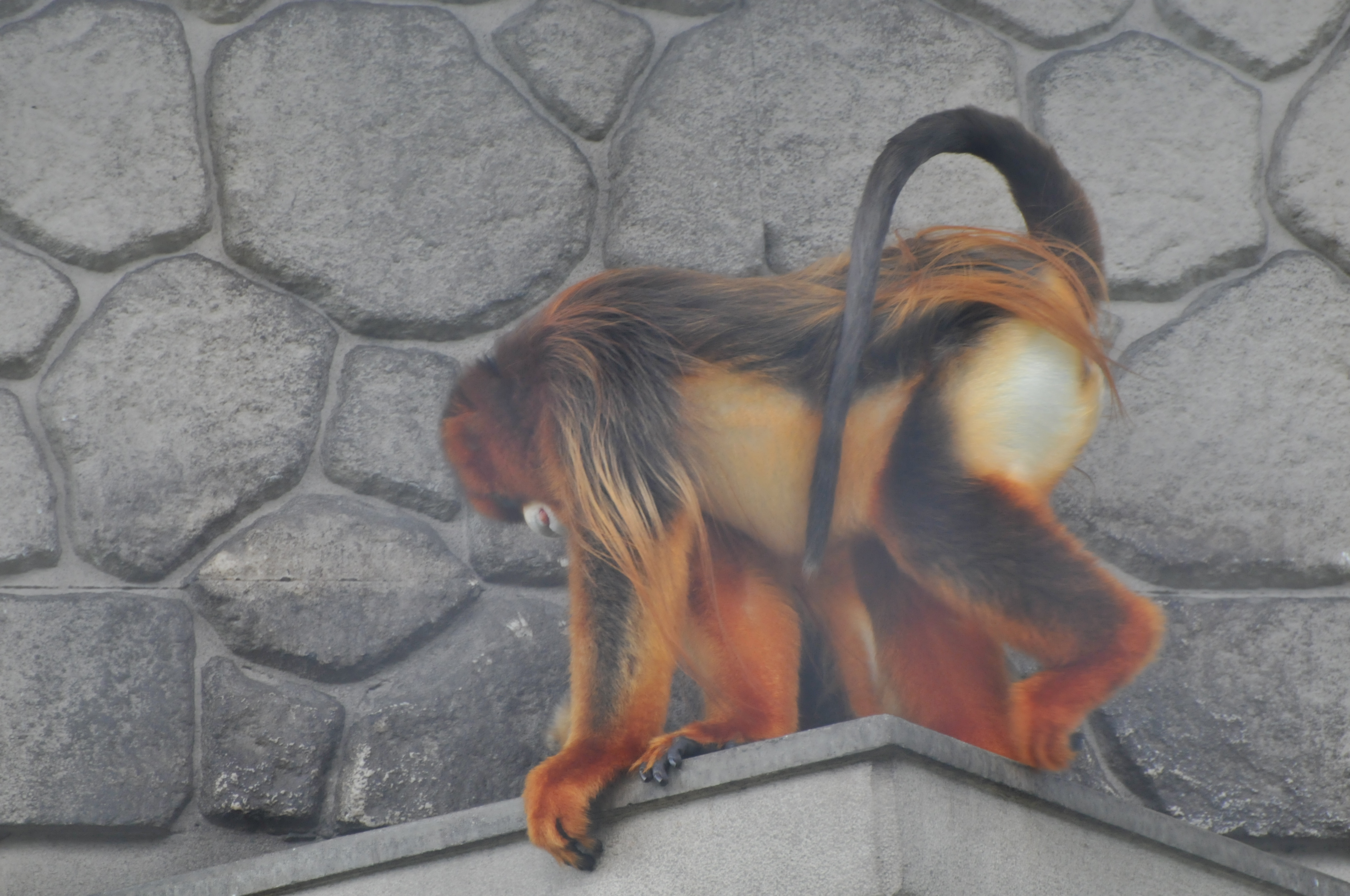 イデゑもん写真日記 東山動植物園