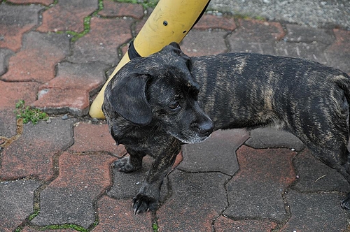 迷い犬