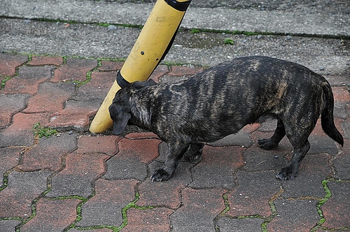 迷い犬