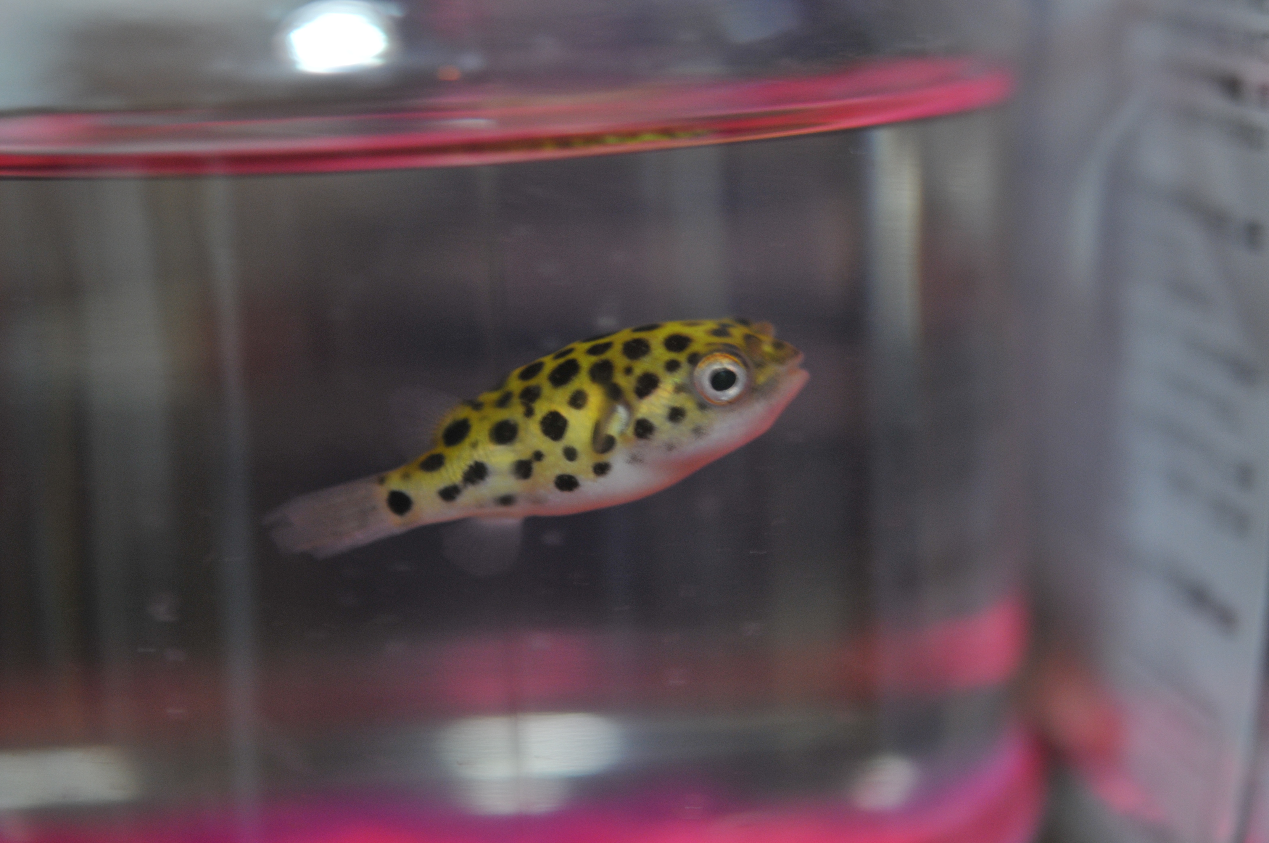 イデゑもん写真日記 魚