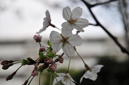 桜花