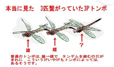 トンボ5