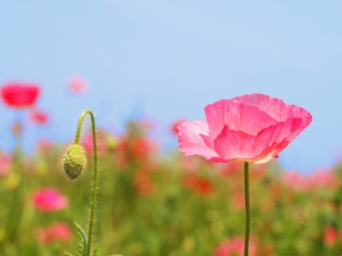 ae9eb399574e0c1d94770d40cd6d1bdd_s