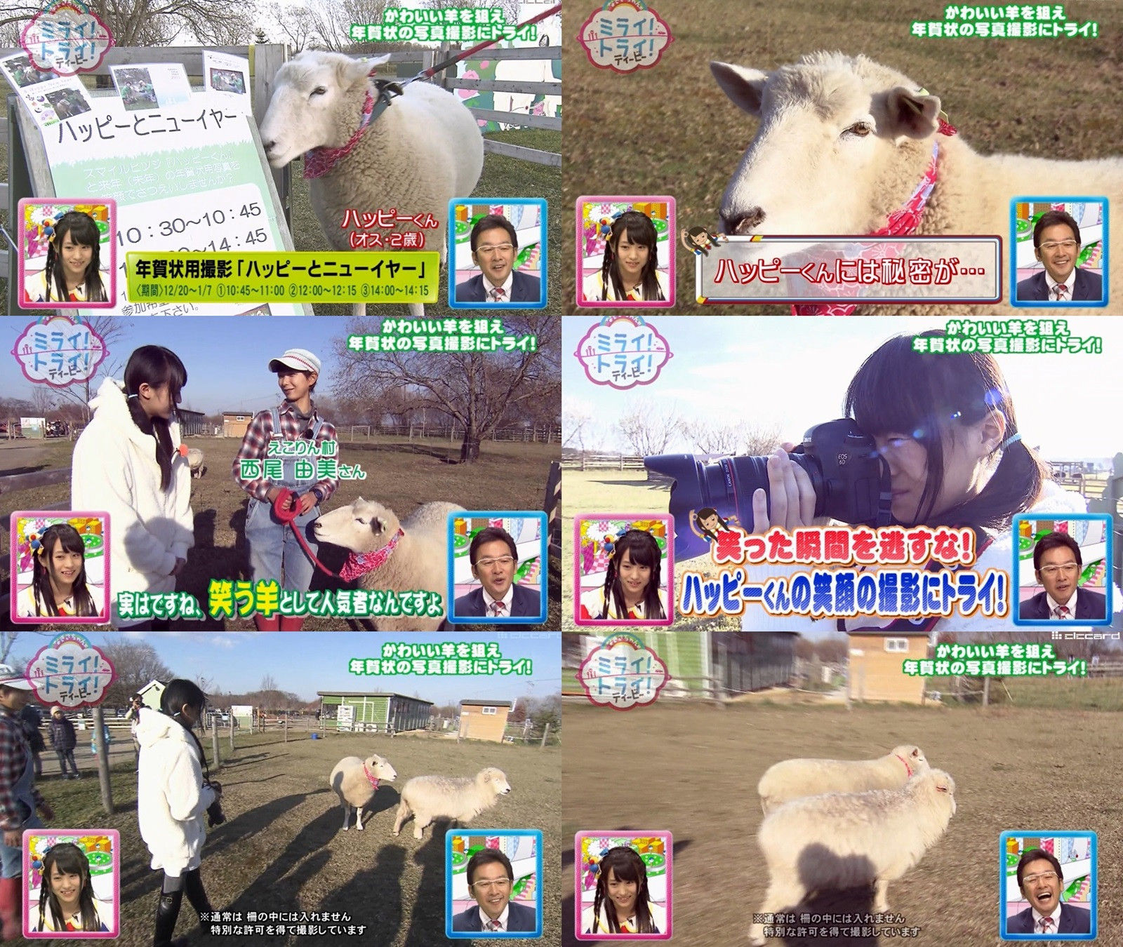 なぎさちゃんのミライ トライ ティービー 10 かわいい羊を狙え年賀状の写真撮影にトライ 坂口渚沙 Tvキャプまとめ 14 12 07 Team8のまとメイト