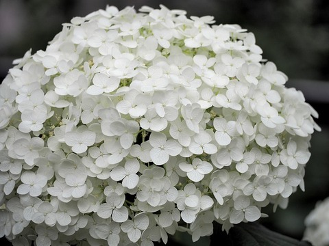 hydrangea-815087_640