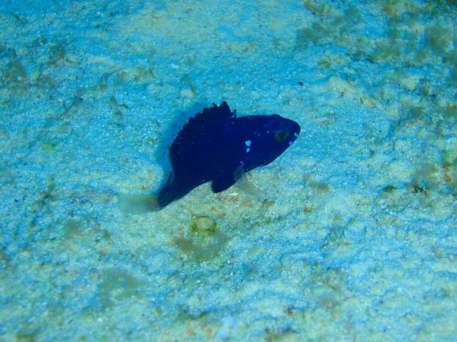 赤ちゃんが増えてきています 伊江島ダイビング Kyo S Dive Log