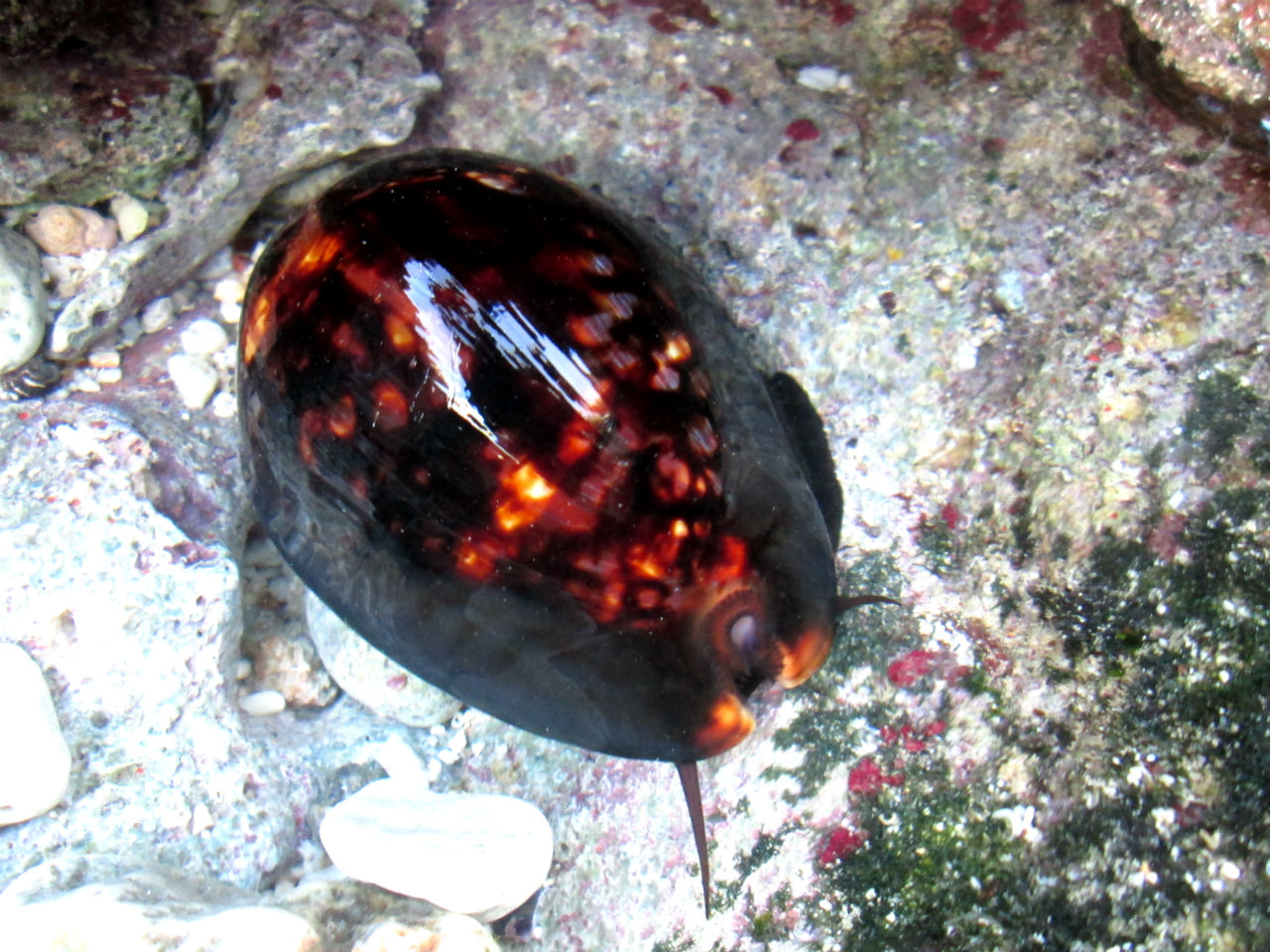 伊江島リーフウォークでのハチジョウダカラ 伊江島ダイビング Kyo S Dive Log 伊江島リーフウォークでのハチジョウダカラ 伊江島ダイビング Kyo S Dive Log