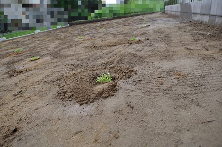 クラピア植え付け直後1