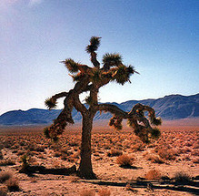 250px-Joshuatree