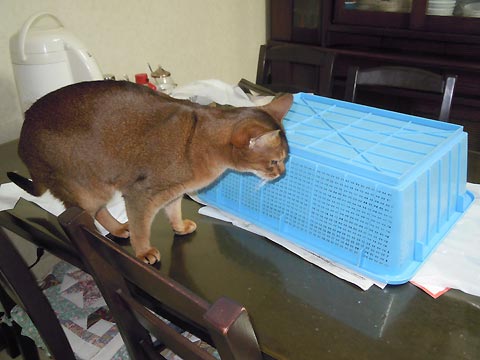 近いけど取れないデシ 近いけど取れないデシ
