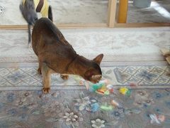 お目当てのセティちゃんが来たわ