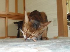 セティちゃんだけオヤツ貰ったけど