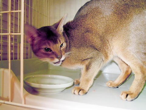 アビさんは早食いだからなぁ… アビさんは早食いだからなぁ…