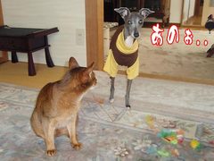お母しゃんの目が怖いけど