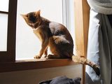 やっぱ来たか...