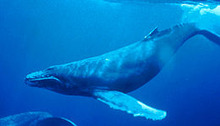 kujira