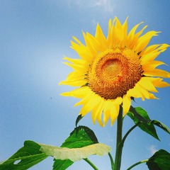 五十嵐内科 仙台市宮城野区福室 内科 呼吸器内科 循環器内科 土曜午後診療 健康寿命をのばしましょう。 カラダも，ココロも，社会的​にも健康に。 生活習慣病 高血圧症 糖尿病 脂質異常症 高尿酸血症 痛風 かぜ インフルエンザ 気管支喘息 咳喘息 アレルギー性鼻炎 花粉症 片頭痛 脱水症 熱中症 便秘症 急性胃腸炎 感染性腸炎 機能性胃腸症 過敏性腸症候群 じんましん 帯状疱疹 口内炎 口唇ヘルペス 漢方治療 不眠症 鉄欠乏性貧血 亜鉛欠乏症 膀胱炎 更年期障害 自律神経失調症 めまい 予防接種 各種ワクチン 健康診断 企業健診 仙台市特定健診 仙台市基礎健診 各種診断書 にんにく注射 プラセンタ注射 プラセンタサプリメント AGA治療 男性型脱毛症 ED治療 勃起不全 舌下免疫療法 シダキュア 産業医 禁煙外来 血圧手帳 無料ダウンロード