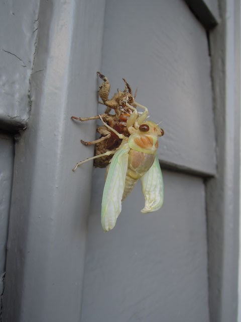 蝉の幼虫は土の中で 建築の神様へ