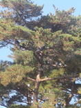 松見公園-22