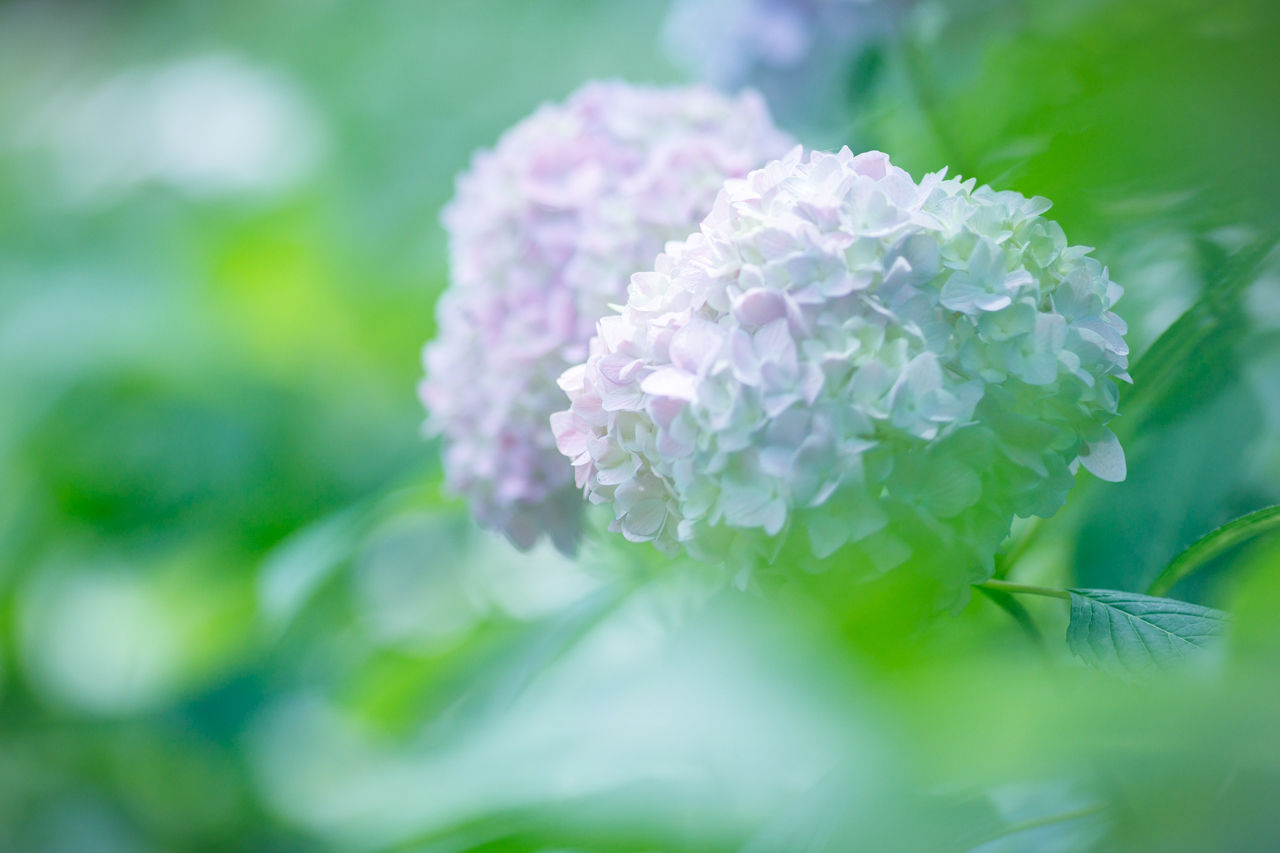 万博記念公園のあじさいの森 軽井沢フォトの日々