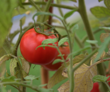 tomato1