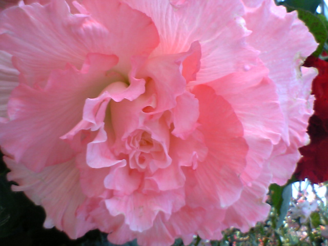 �٥��˥��ԥ�