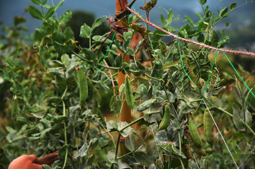 �Ŀ�����