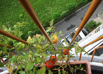 tomato1