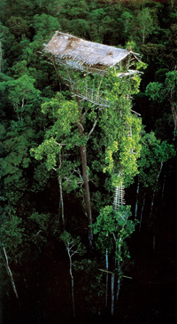 �ĥ꡼�ϥ�����