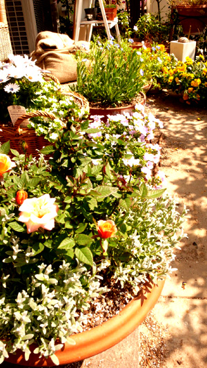 �����ǥ�