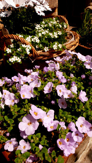 �����ǥ�