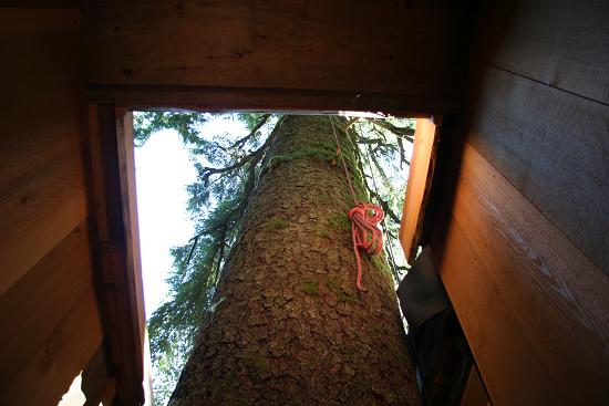 treehouse6
