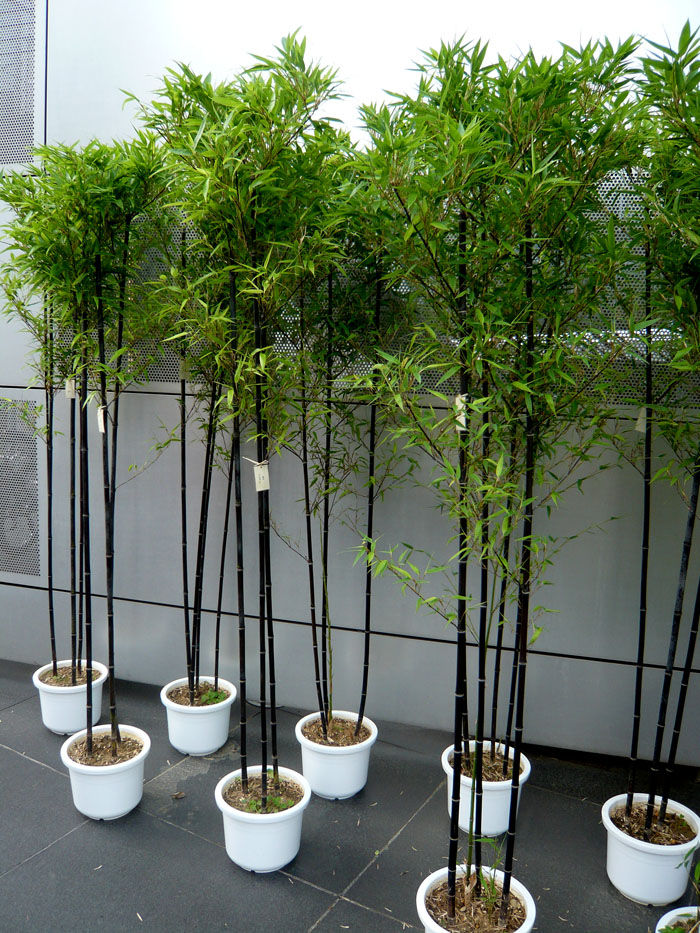黒竹入荷 Igusa News 代官山 恵比寿 中目黒 渋谷の花屋 Florist Igusa フローリストイグサ 母の日 花束 アレンジメント 観葉植物の販売 配達 宅配 黒竹入荷 Igusa News 代官山 恵比寿 中目黒 渋谷の花屋 Florist Igusa フローリストイグサ 母の日 花束 アレンジメント 観葉植物の販売 配達 宅配