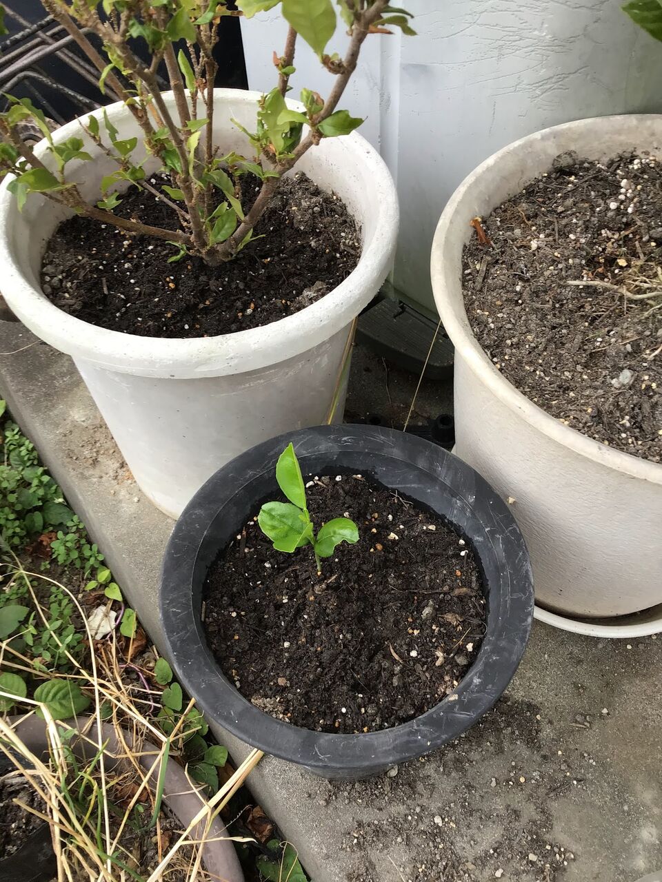 11月下旬の小さな畑の様子 食のblog 11月下旬の小さな畑の様子 食のblog