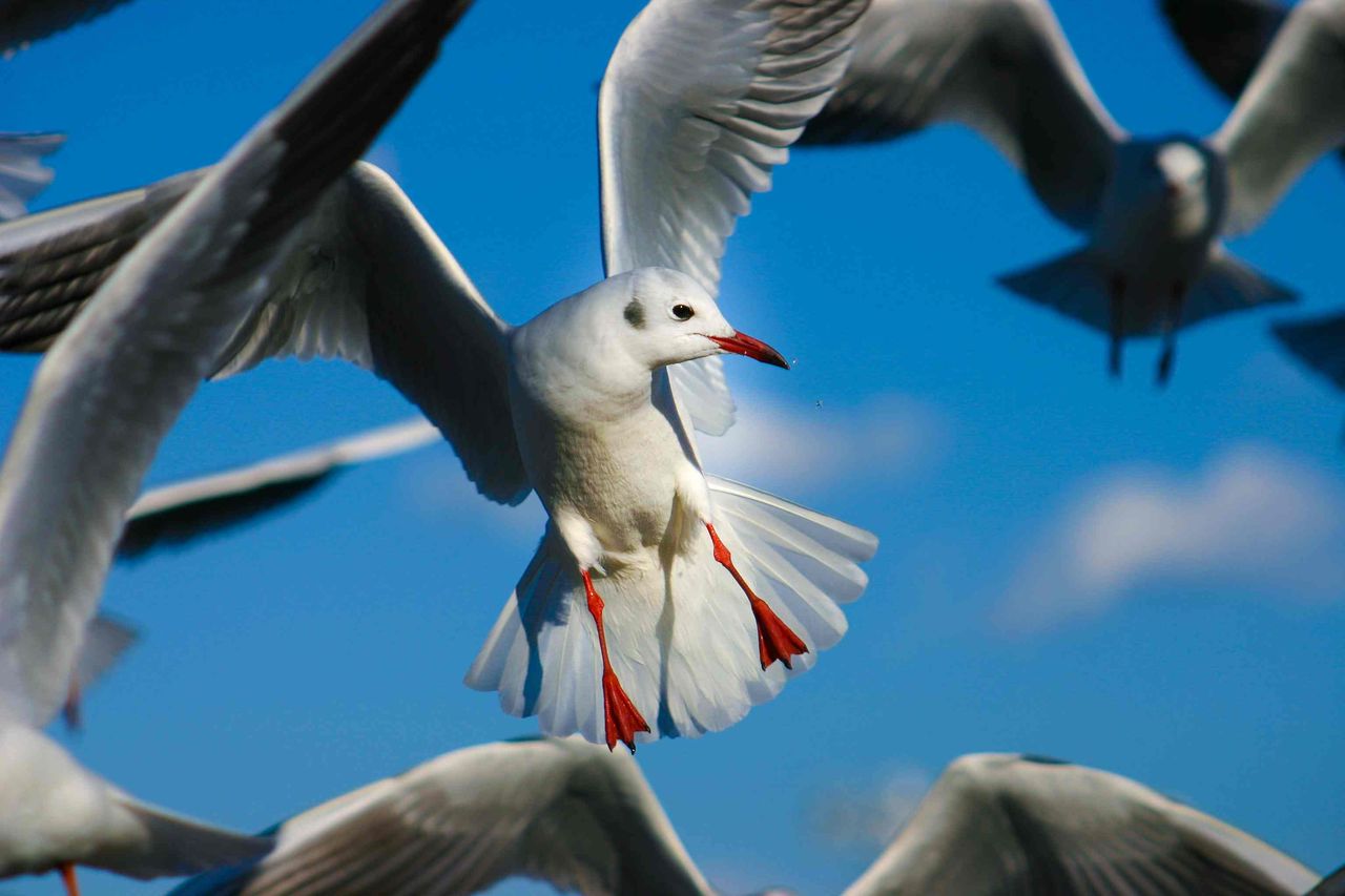 横浜港の飛ぶカモメ 画像素材探索日記
