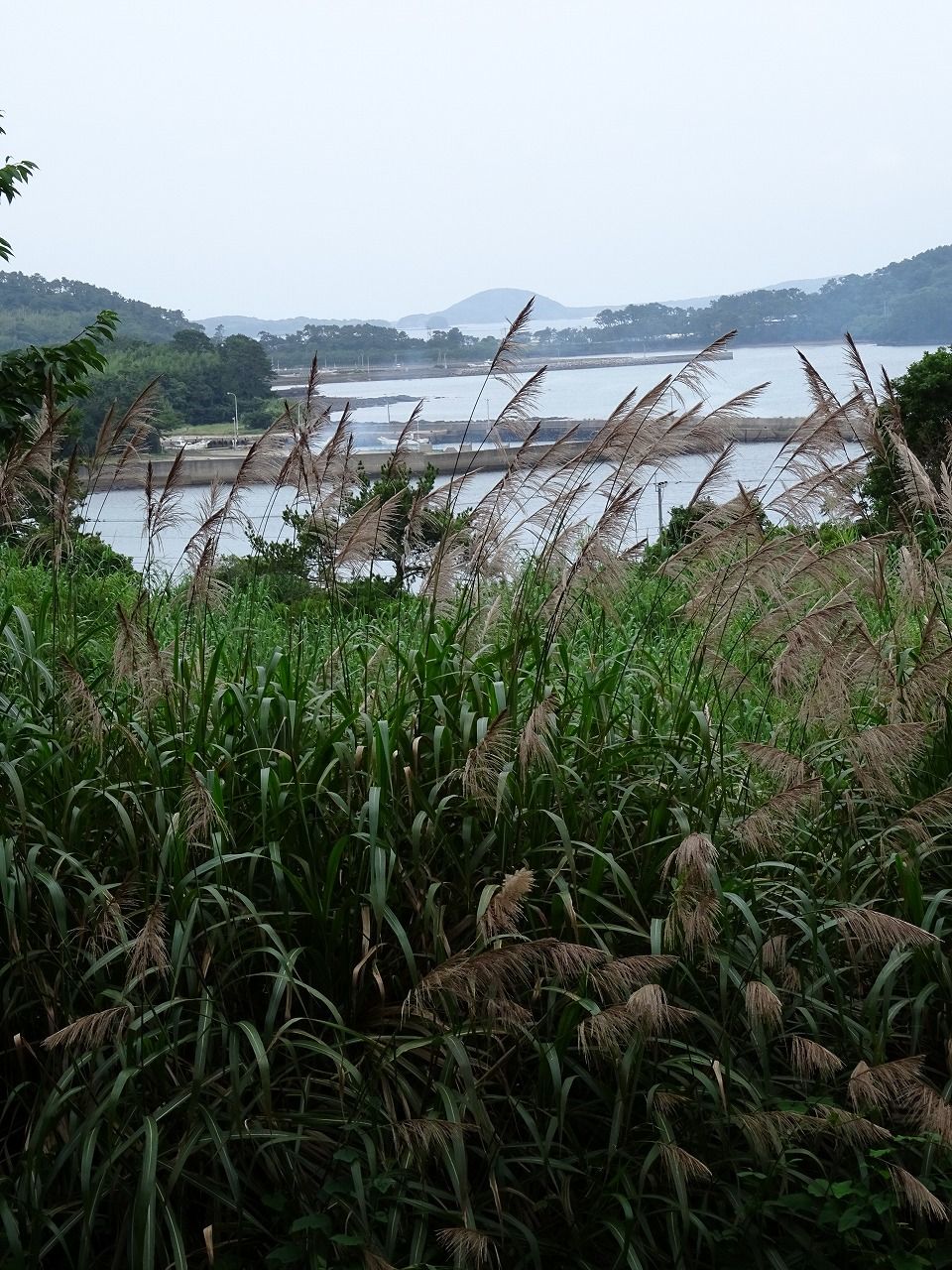 一日ぶり そして ワンちゃん ママン奮闘記