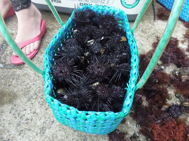 カラスは光るものが大好き ワンちゃん ママン奮闘記